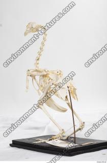 hen skeleton 0083